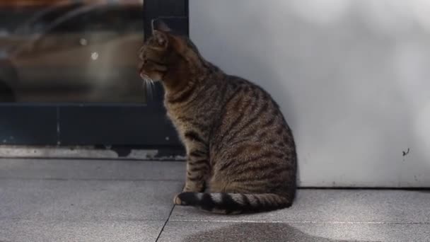 Hemlös katt sitter bredvid dörren till en butik — Stockvideo