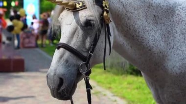 Tek boynuzlu boynuzlu hortum