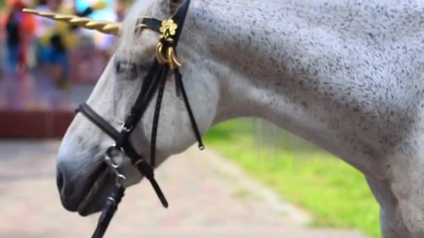 Schlauch mit Horn wie Einhorn — Stockvideo