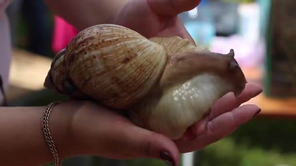 Snail on the palm of a woman. Giant African snail, Achatina fulica. — Stock Video
