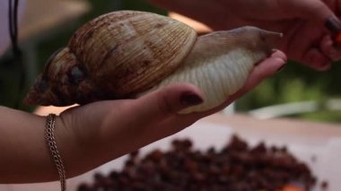Bir kadının avucunun üstündeki salyangoz havuç yer. Dev Afrika salyangozu (Achatina fulica).