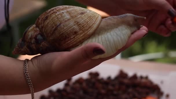 Schnecke auf der Handfläche einer Frau frisst Karotte. Afrikanische Riesenschnecke, achatina fulica. — Stockvideo