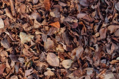 Düşmüş kuru kahverengi sonbahar yaprakları yerde