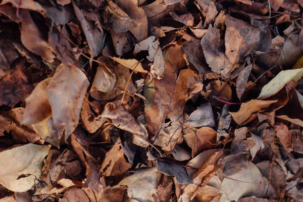 Elesett száraz barna őszi levelek a földön — Stock Fotó