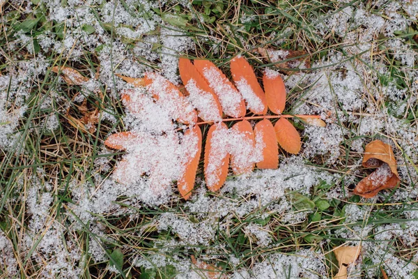 First snow on colorful fallen leaves on the ground — Stock Photo, Image
