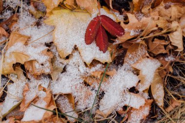 First snow on colorful fallen leaves on the ground clipart