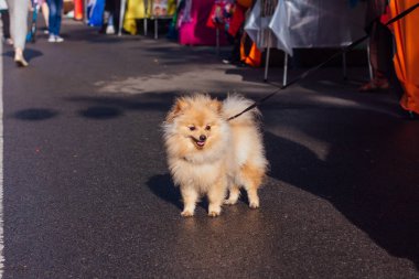 Şirin spitz-köpek sokakta portresi