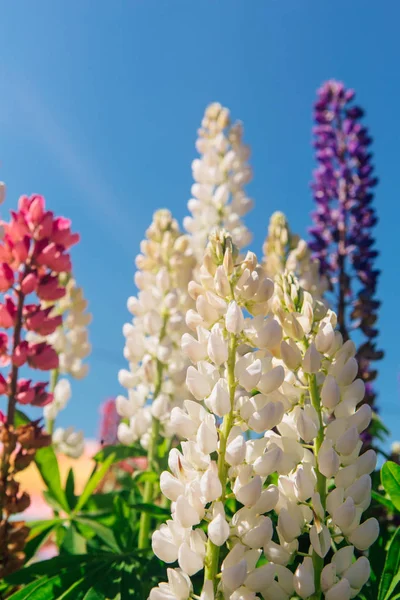 Flores de Lupine em flor - Lupinus polyphyllus - plantas para jardins ou forragens — Fotografia de Stock