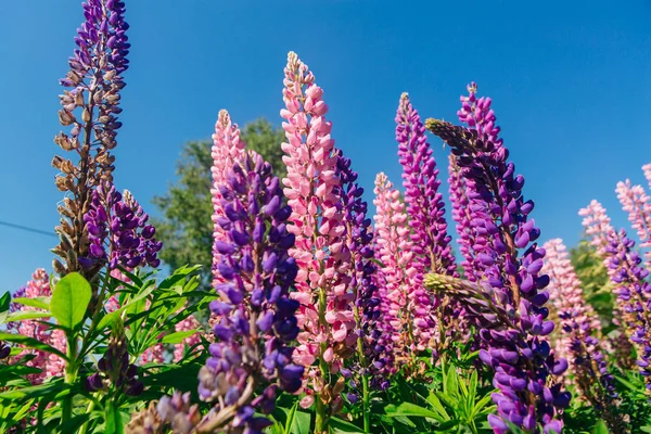 Blooming Lupine flowers - Lupinus polyphyllus - garden or fodder plant — Stock Photo, Image