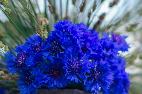 Kék virágzó cornflowers. Csokor búzafű díszített fű. — Stock Fotó