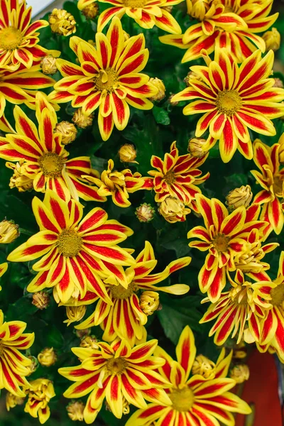 Mooie heldere chrysant achtergrondbeeld. Chrysanthemum behang. — Stockfoto