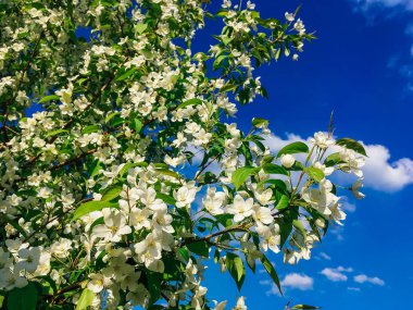 Mavi gökyüzü arka planda çiçek açan elma ağacı çiçekleri.