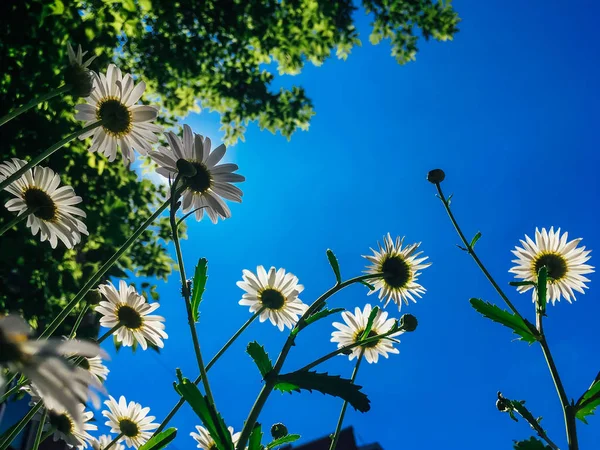 青空の背景にカモマイルの花. — ストック写真