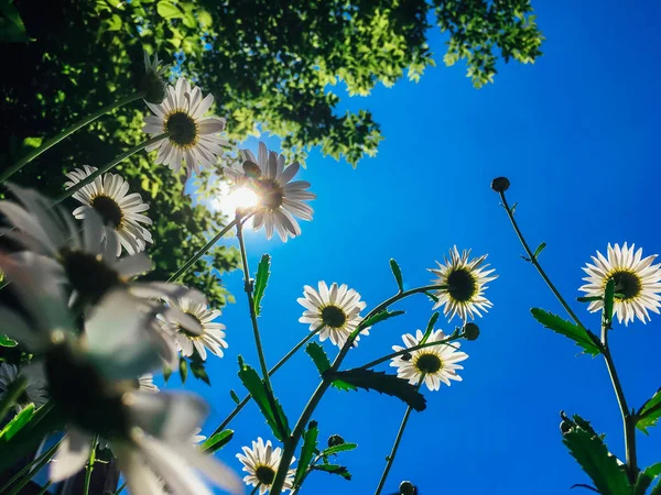青空の背景にカモマイルの花. — ストック写真