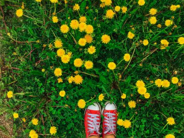 Büyüyen karahindiba ile çimüzerinde duran kırmızı spor ayakkabı kadın ayakları