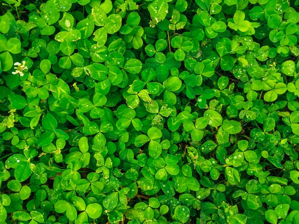 Textura trevo grama verde natural. Fundo natural . — Fotografia de Stock