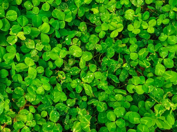 Textura trevo grama verde natural. Fundo natural . — Fotografia de Stock