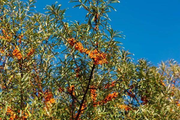 Гілка з ягодами обліпихи та зеленого листя на фоні блакитного неба — стокове фото