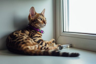 Sevimli Bengal kedisi evde pencerenin yanında yatıyor.