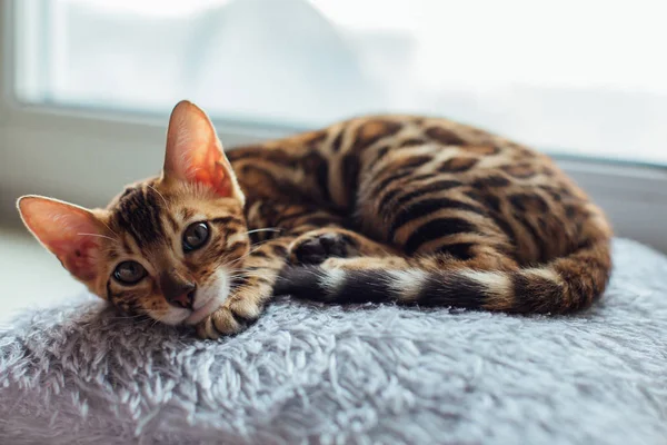 창문 옆 베개 위에 누워 있는 작고 귀여운 벵골 고양이 — 스톡 사진