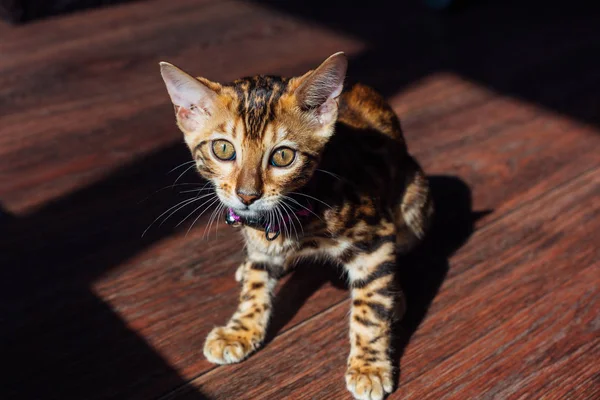 Cute Bengal kitty cat laying on the flor in a spot of light from window — Stock Photo, Image