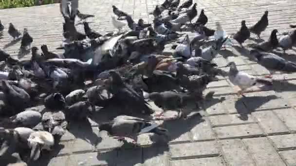Groep hongerige duiven die zaden uit de grond halen en eten. — Stockvideo