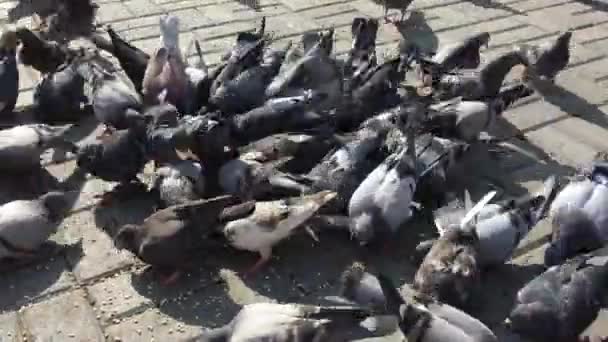 一群饥饿的鸽子从地里跑来吃种子. — 图库视频影像