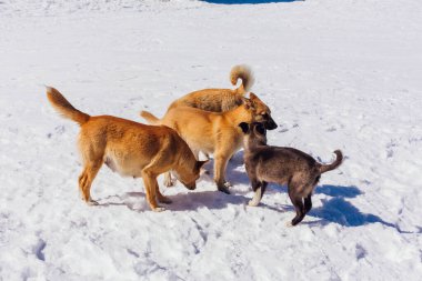 Aydınlık bir günde dört köpek kar üzerinde
