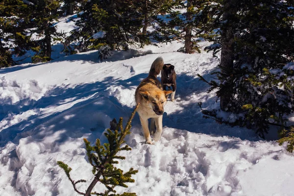 Dois cães na floresta nevada em um dia brilhante — Fotografia de Stock