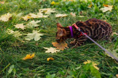 Sarı akçaağaç yaprakları üzerinde yürüyen sevimli Bengal kedisi.