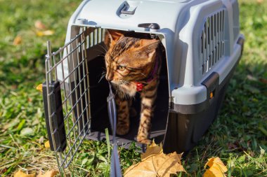 Evcil hayvan taşıyıcısında oturan sevimli Bengal kedisi.
