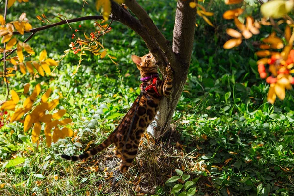 Mignon petit chaton bengale chat marche à l'extérieur près de l 'rowan arbre — Photo