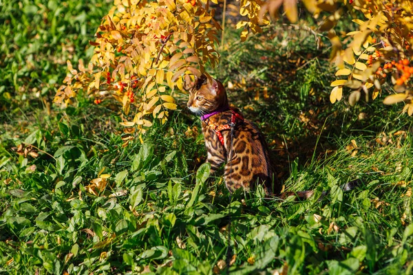 Carino piccolo gattino del bengala che cammina all'aperto vicino all'albero di sorbo — Foto Stock