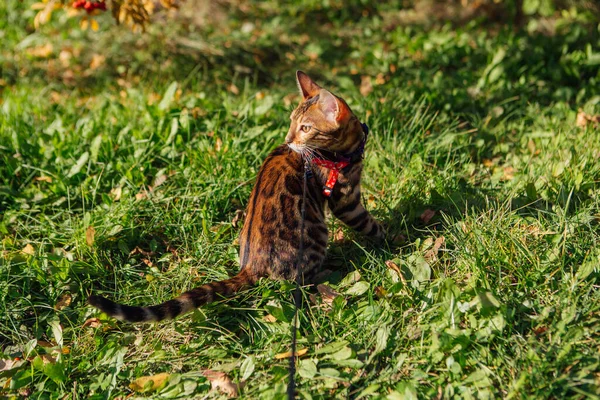 Cute little bengal kitty walking on the grass outdoors — Stock Photo, Image