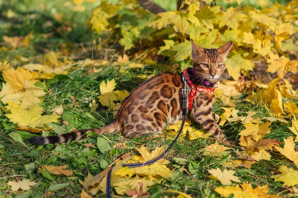 Cute little bengal kitty walking on the fallen yellow maple leaves — Stock Photo, Image