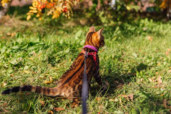 Cute little bengal kitty cat walking outdoors close to the rowan tree — Stock Photo, Image