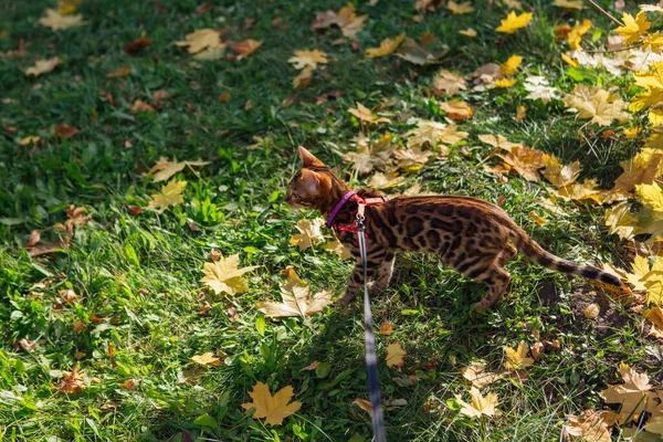 Cute little bengal kitty walking on the fallen yellow maple leaves — Stock Photo, Image