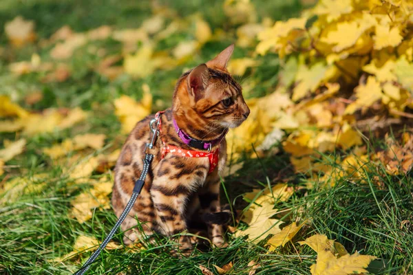 かわいいです小さな優しい子猫歩くと上の落ちた黄色のカエデの葉 — ストック写真