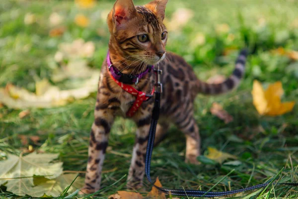 Cute little bengal kitty walking on the fallen yellow maple leaves — Stock Photo, Image