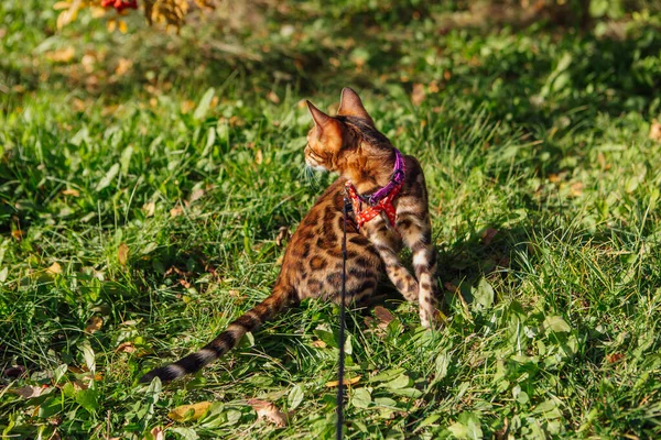 Mignon petit chaton bengale marche sur l'herbe à l'extérieur — Photo