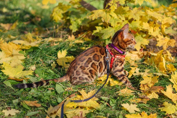 Mignon petit chaton bengale marchant sur les feuilles d'érable jaune tombées — Photo