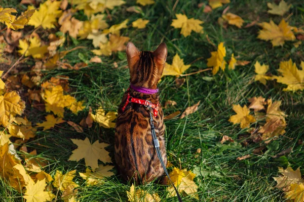 Mignon petit chaton bengale marchant sur les feuilles d'érable jaune tombées — Photo