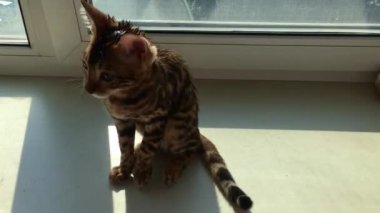 Küçük ıslak Bengal kedisi kendini yalıyor ve temizliyor.