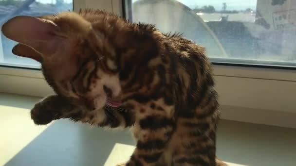 Little wet Bengal kitty licking and cleaning itself. — Stock Video