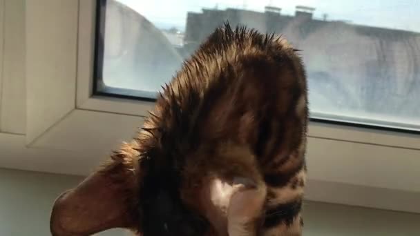 Küçük ıslak Bengal kedisi kendini yalıyor ve temizliyor. — Stok video
