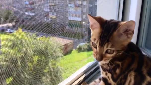 Petit chaton bengale regardant dehors par la fenêtre gros plan — Video