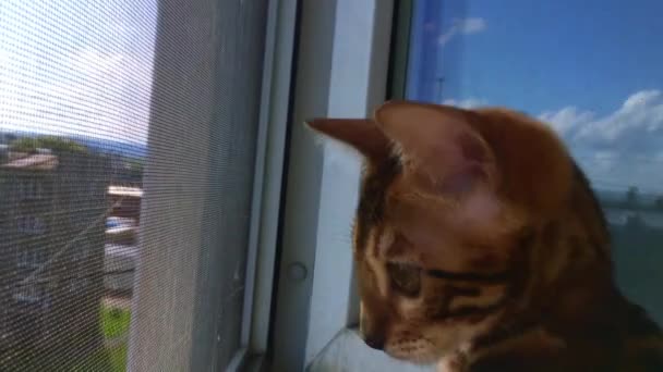 Klein bengaals poesje kijkend naar buiten door raam close-up — Stockvideo