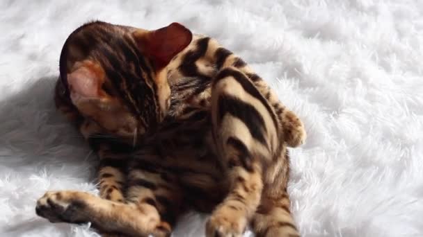 Little Bengala kitty lambendo e limpando-se . — Vídeo de Stock