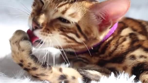 Pequeño gatito de Bengala lamiéndose y limpiándose . — Vídeos de Stock