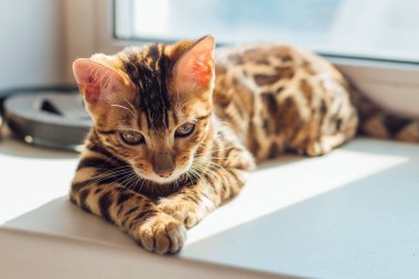 Sevimli Bengal kedisi evde pencerenin yanında yatıyor.